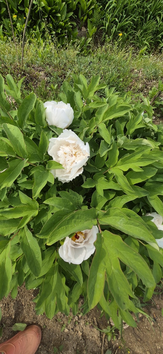 Post image 11
