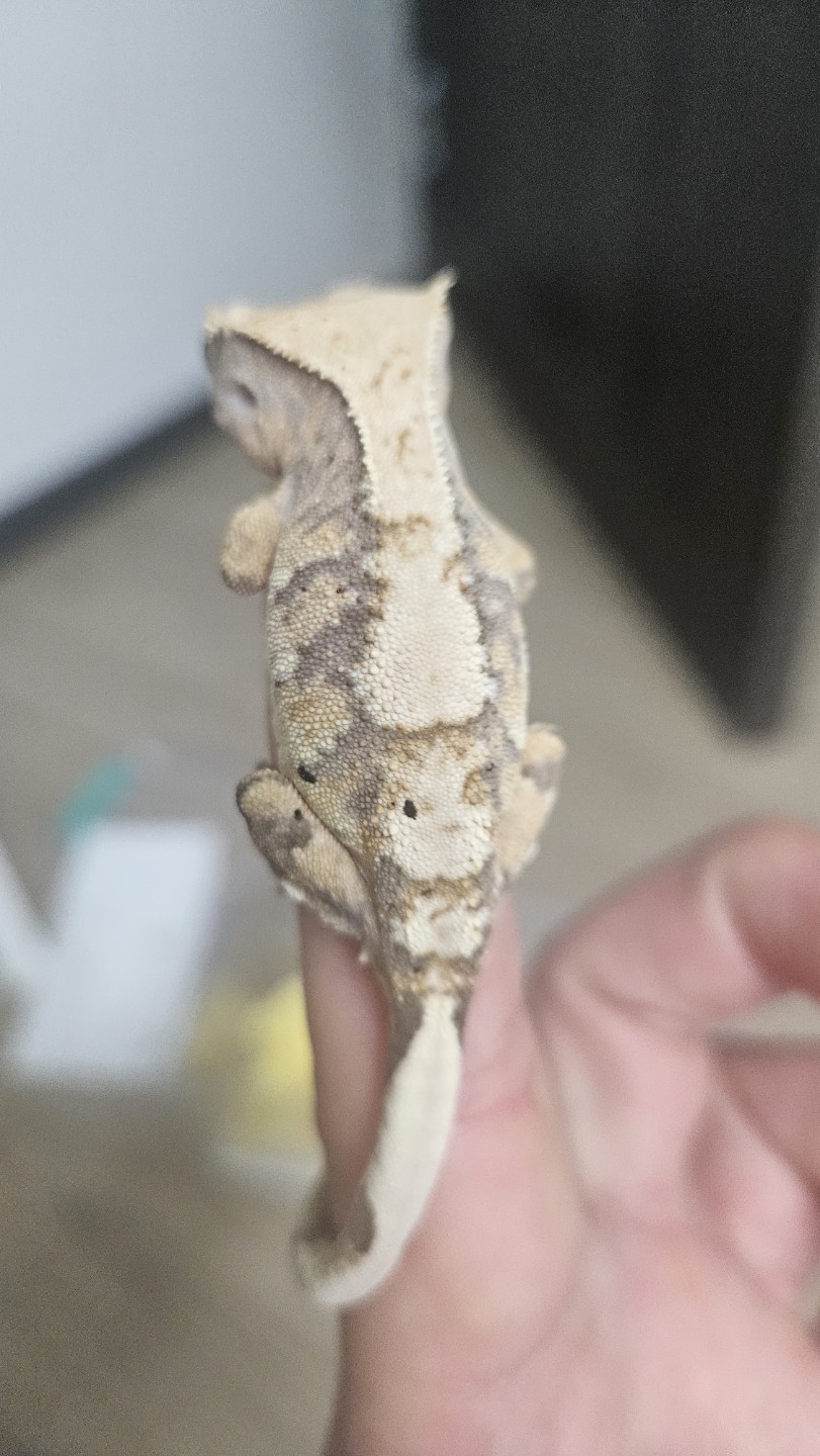 Post image 4
