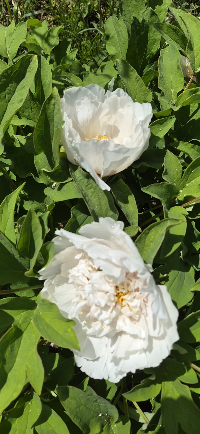 Post image 9