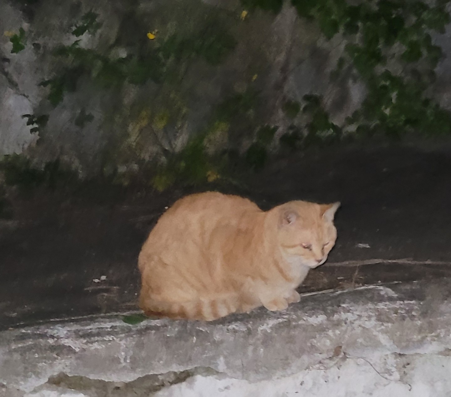치즈야~~~ #길냥이
