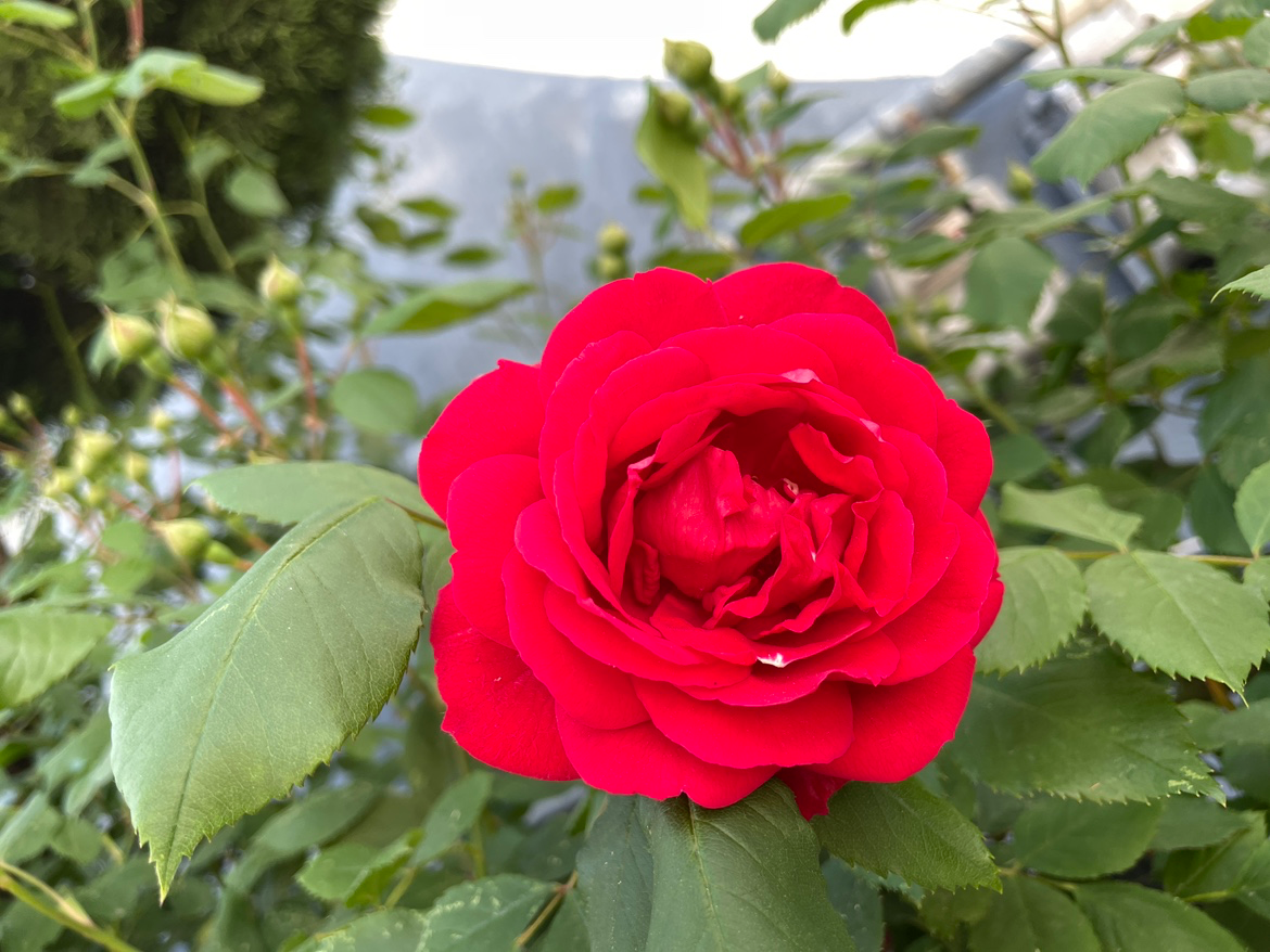 Post image 25
