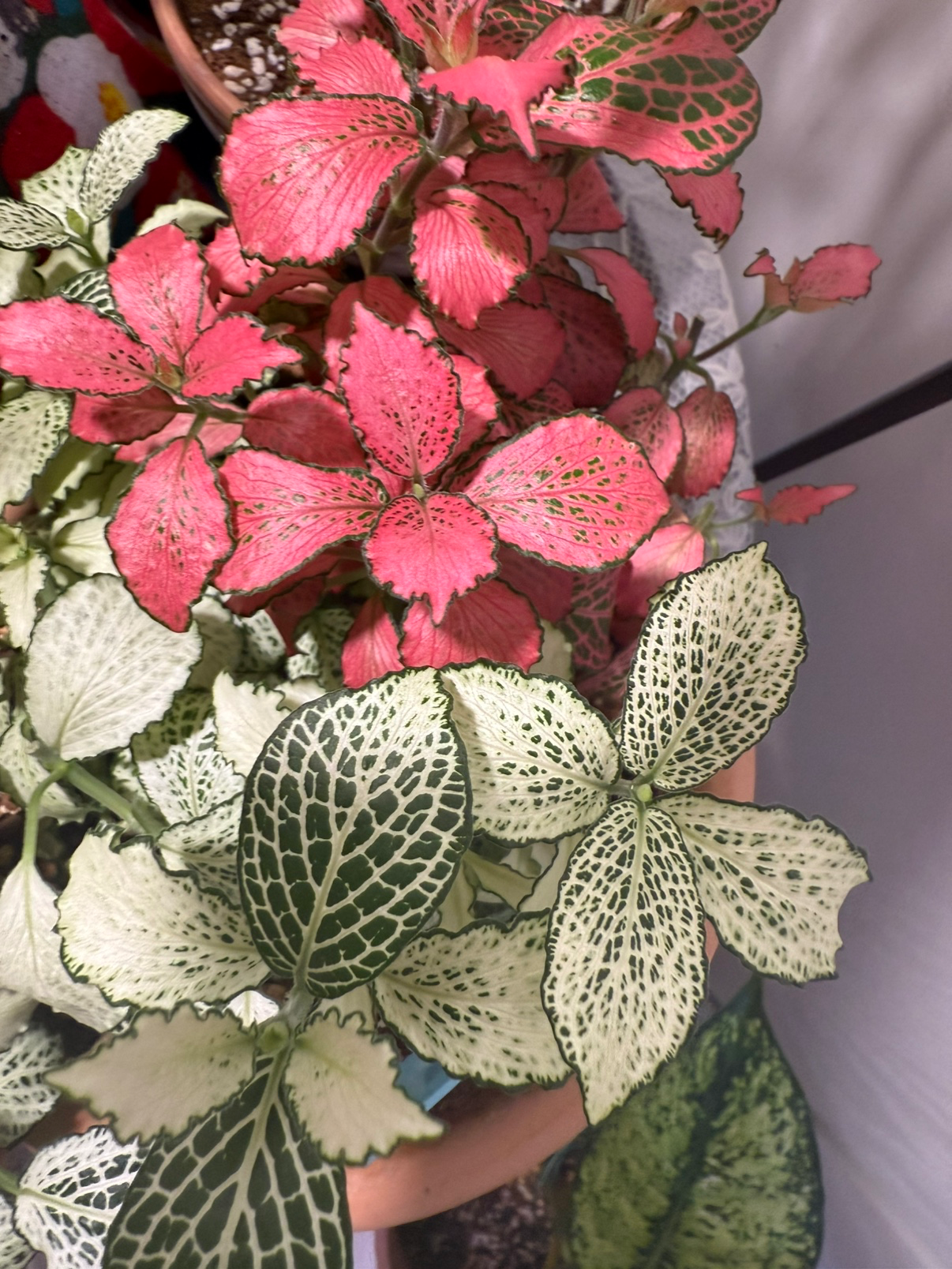 Post image 29