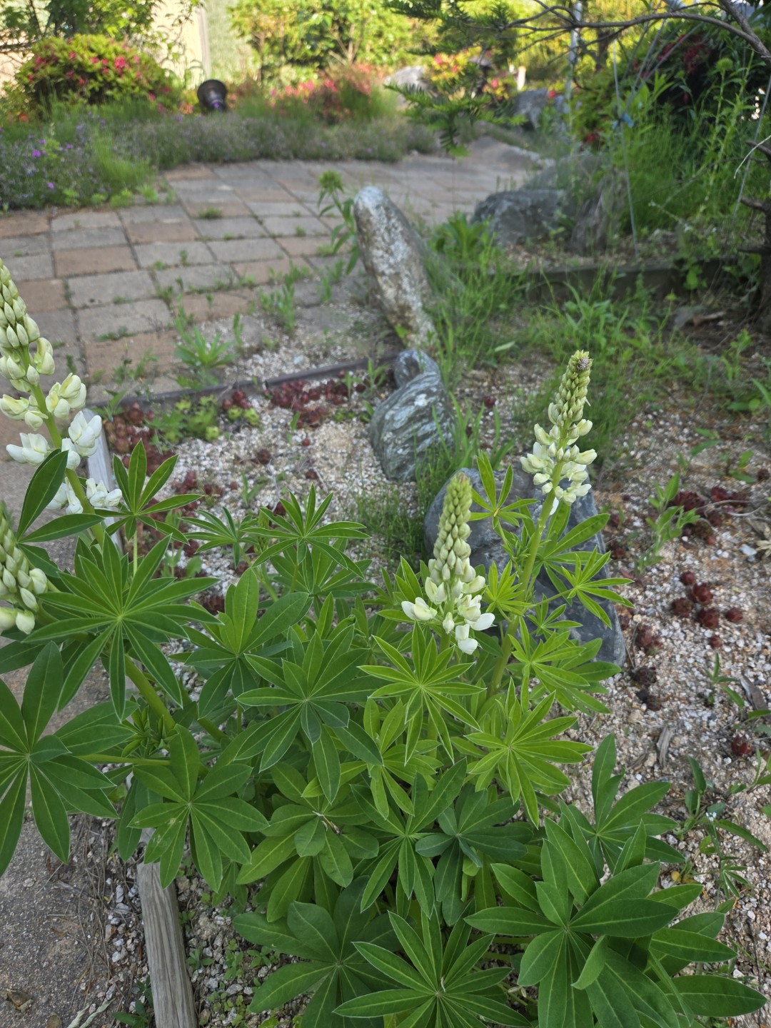 Post image 4