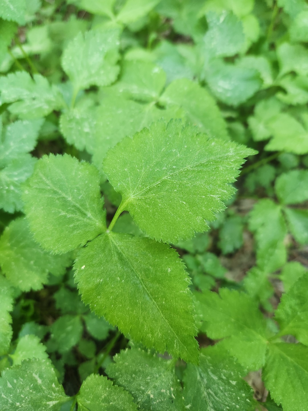 Post image 1