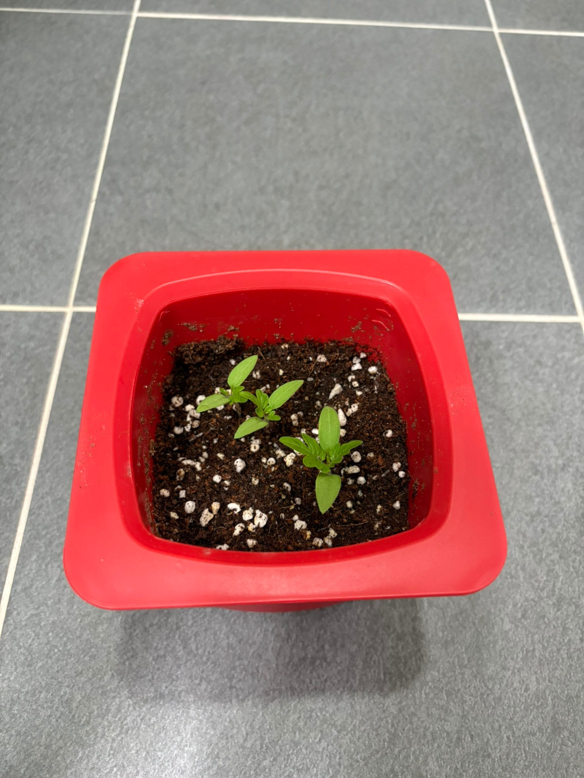Post image 2