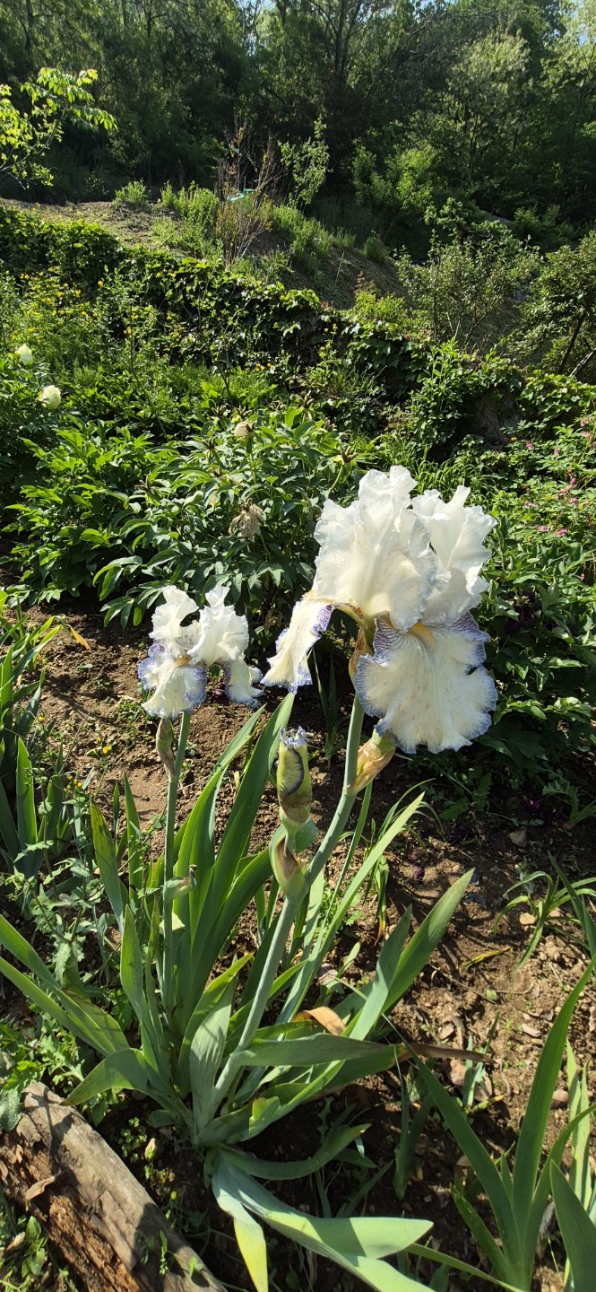 Post image 7