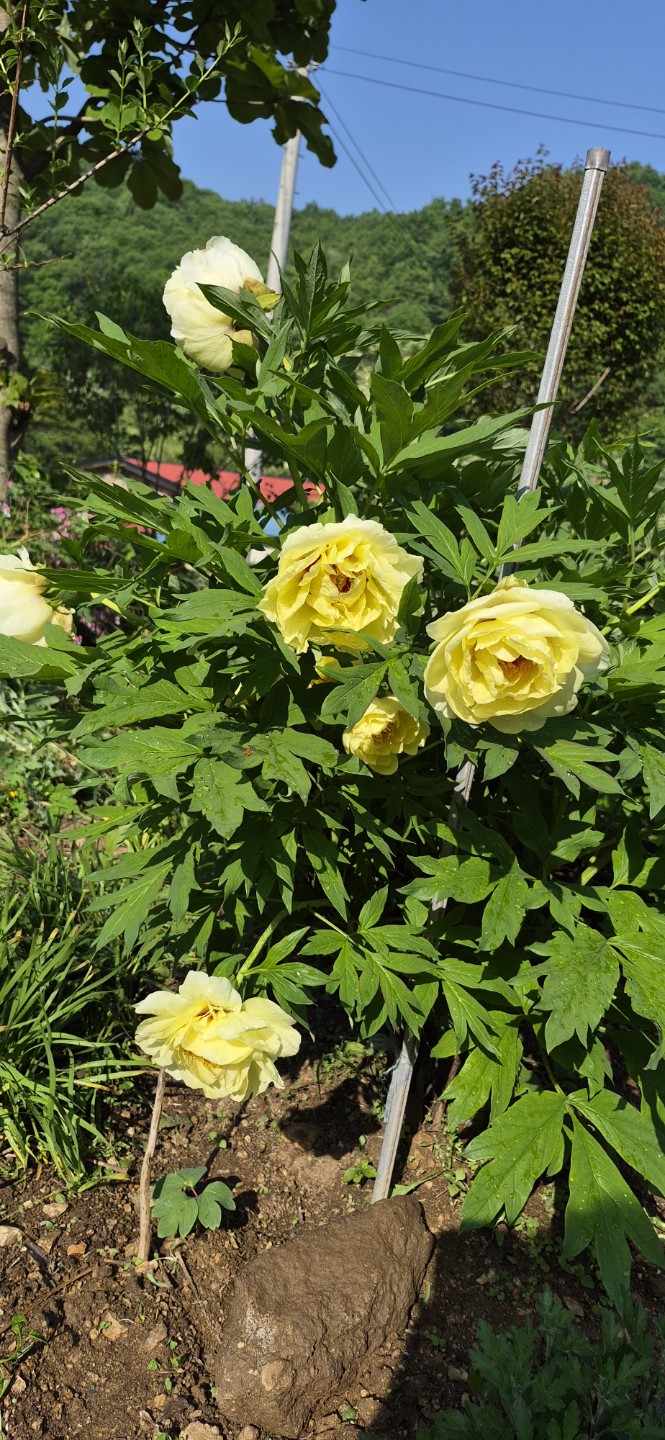 Post image 5