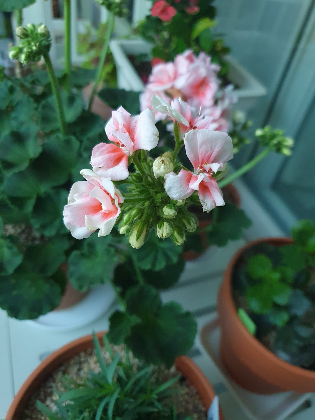 Post image 7