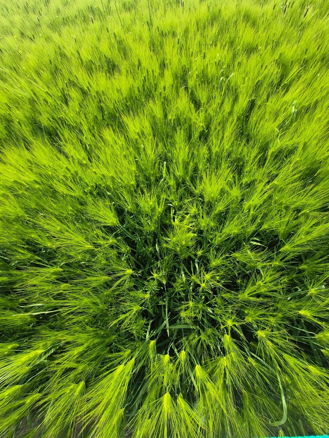 Post image 7