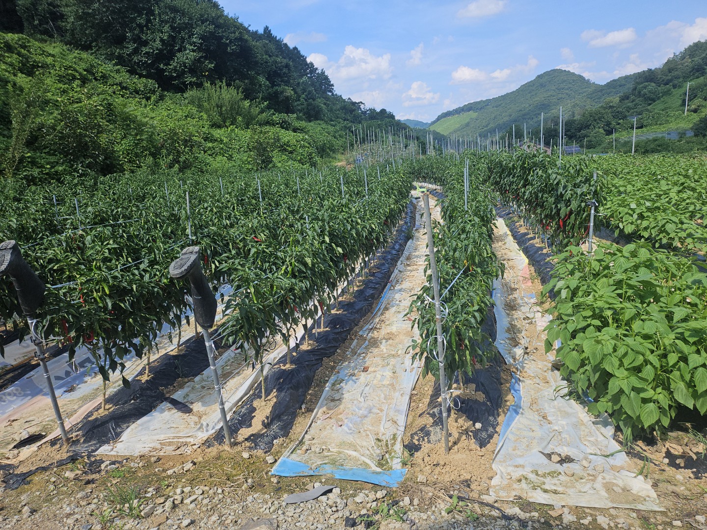 Post image 6