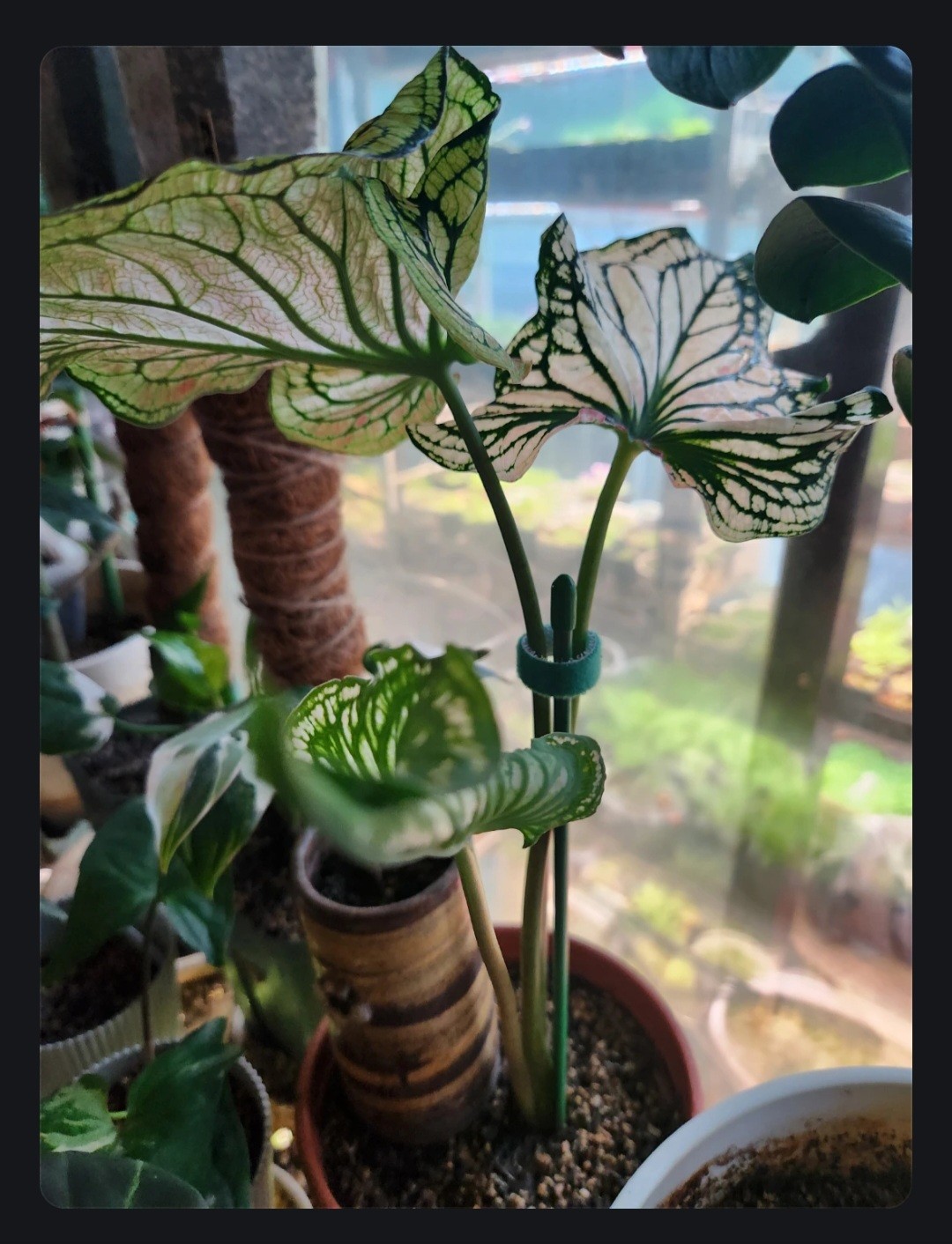 Post image 5