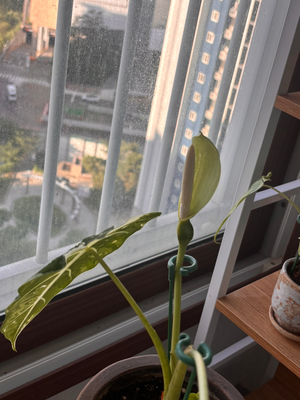 Post image 5