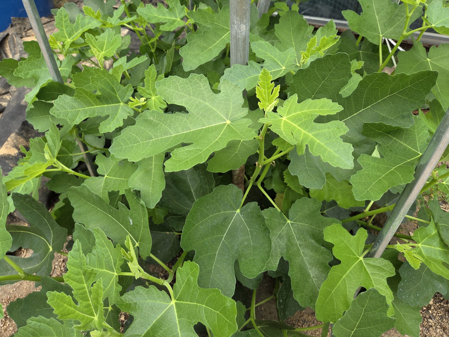 Post image 3
