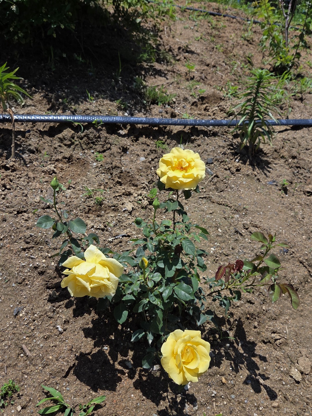 Post image 4