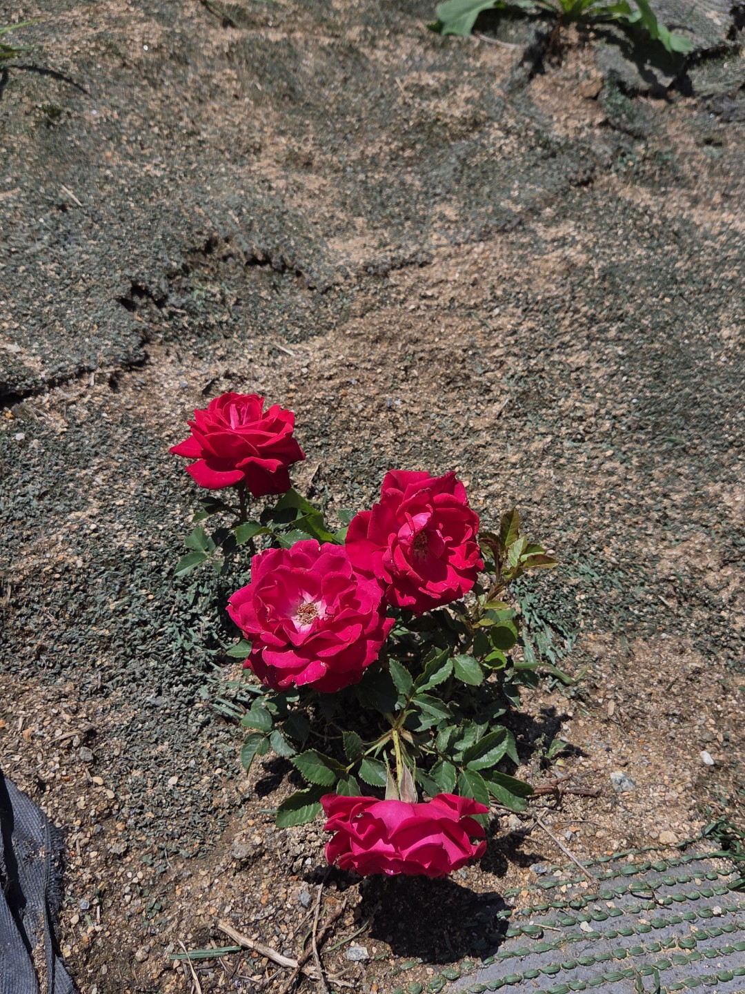 Post image 11