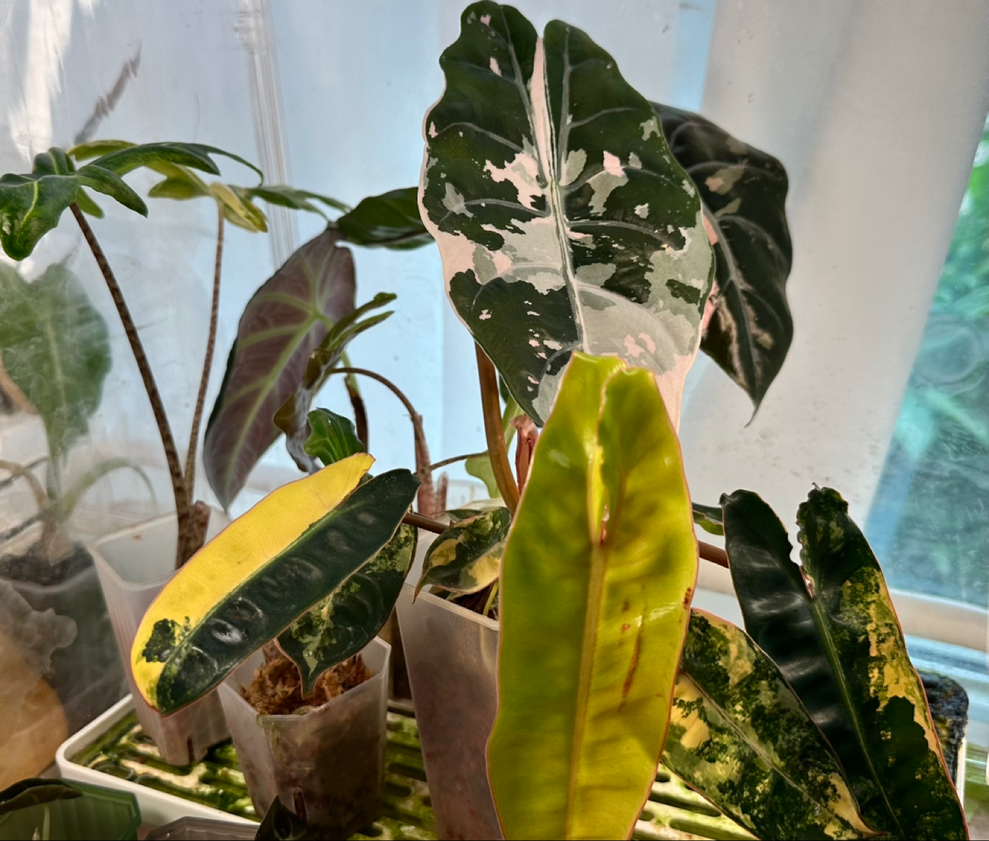 Post image 2