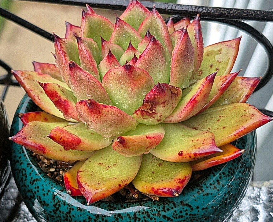 Post image 17