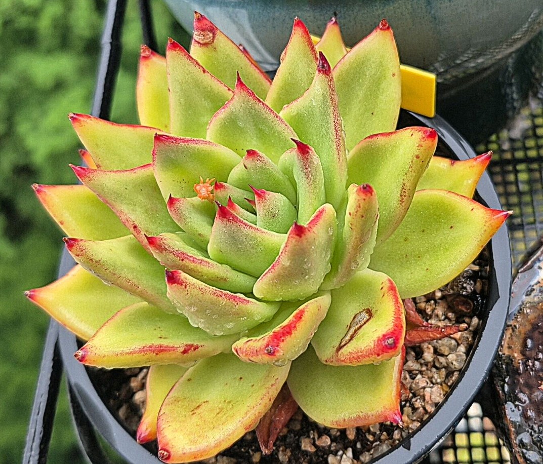 Post image 13
