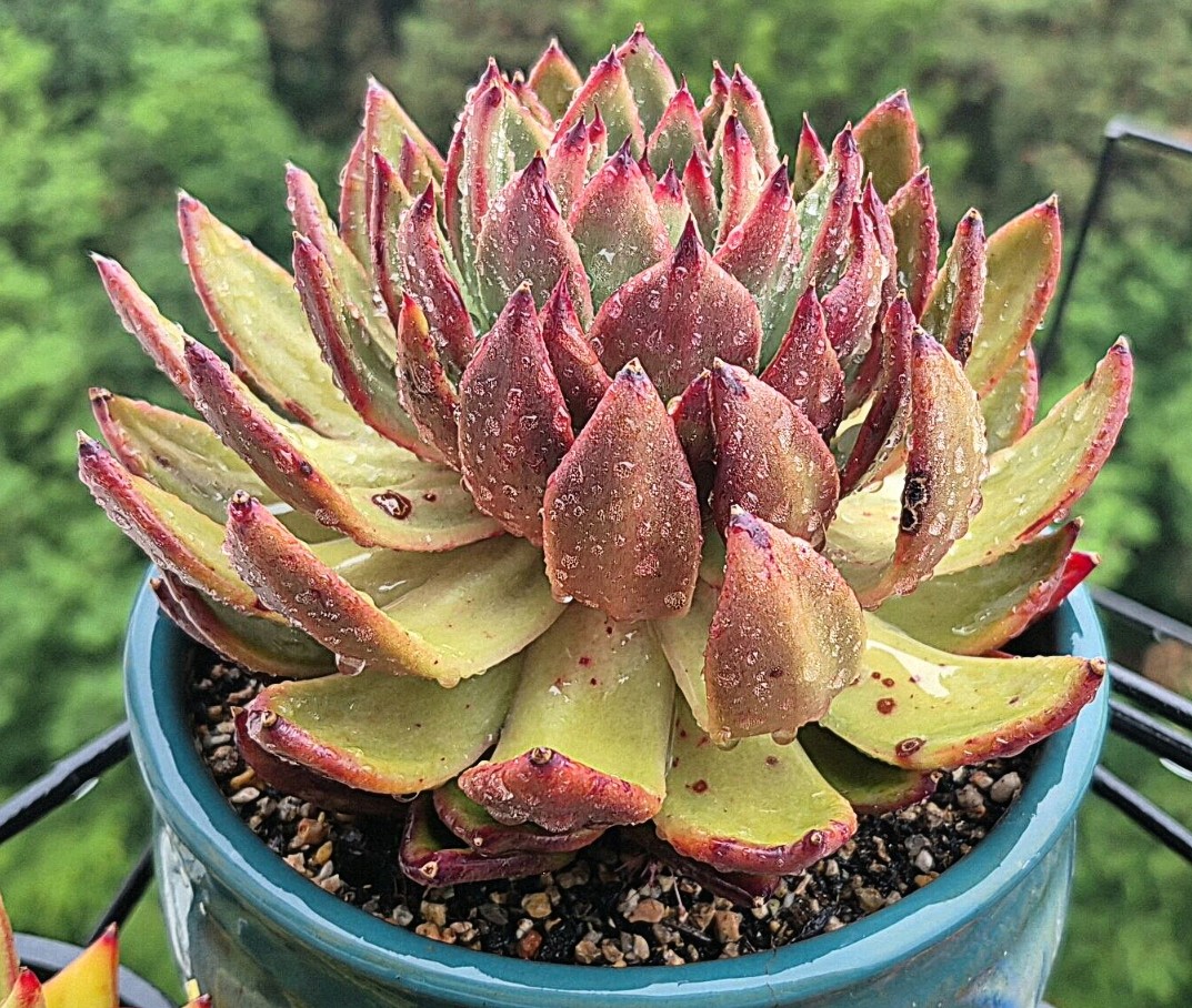 Post image 7