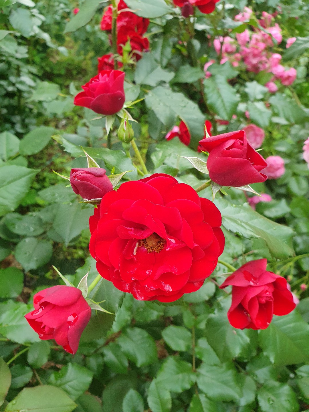 Post image 6