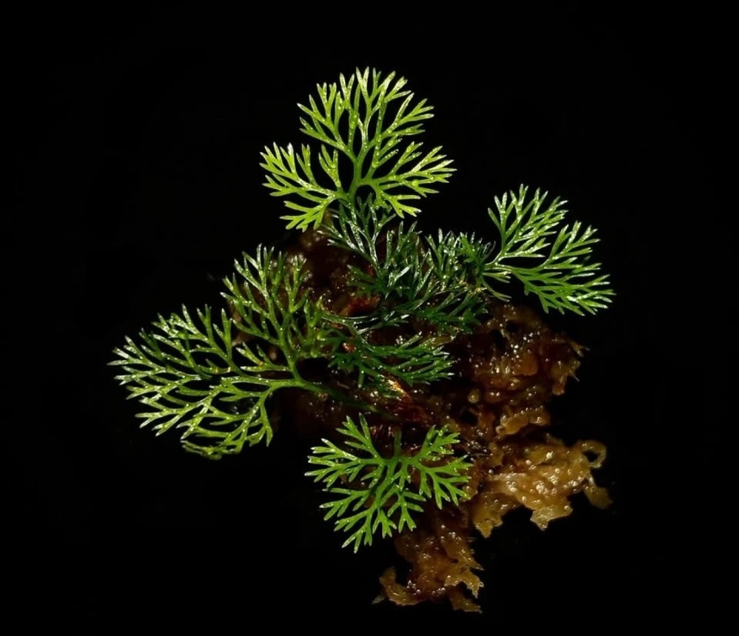 Post image 4