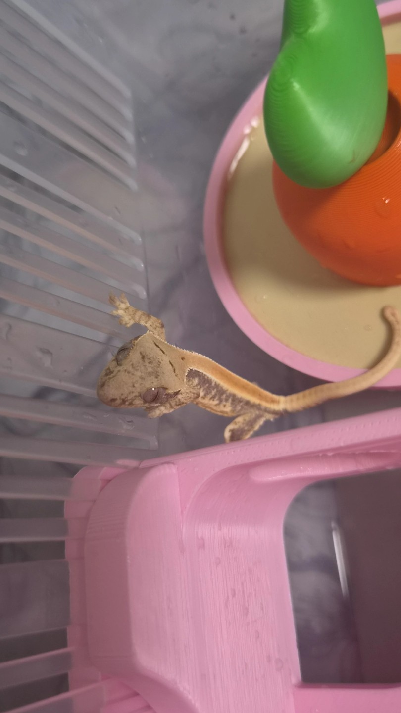베이비 크레가 밥 먹을때 너무 귀여웠고 신기했어요