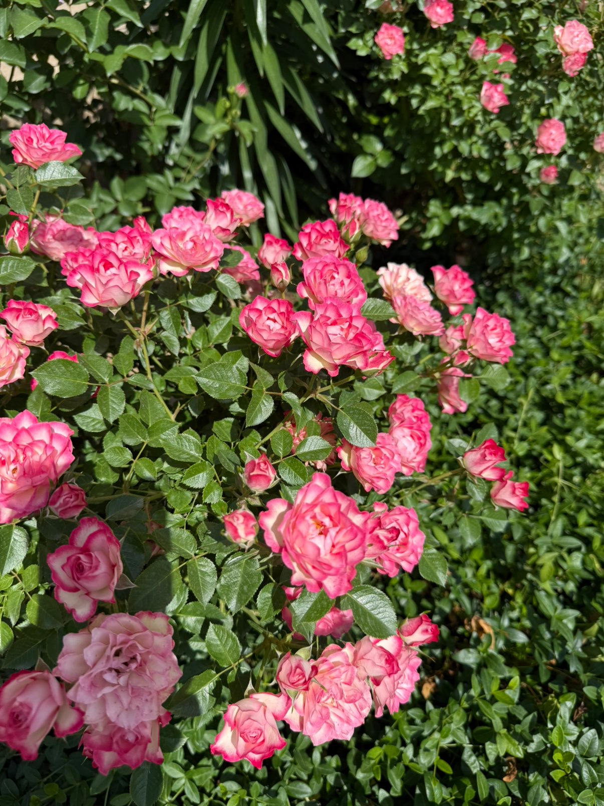 Post image 5
