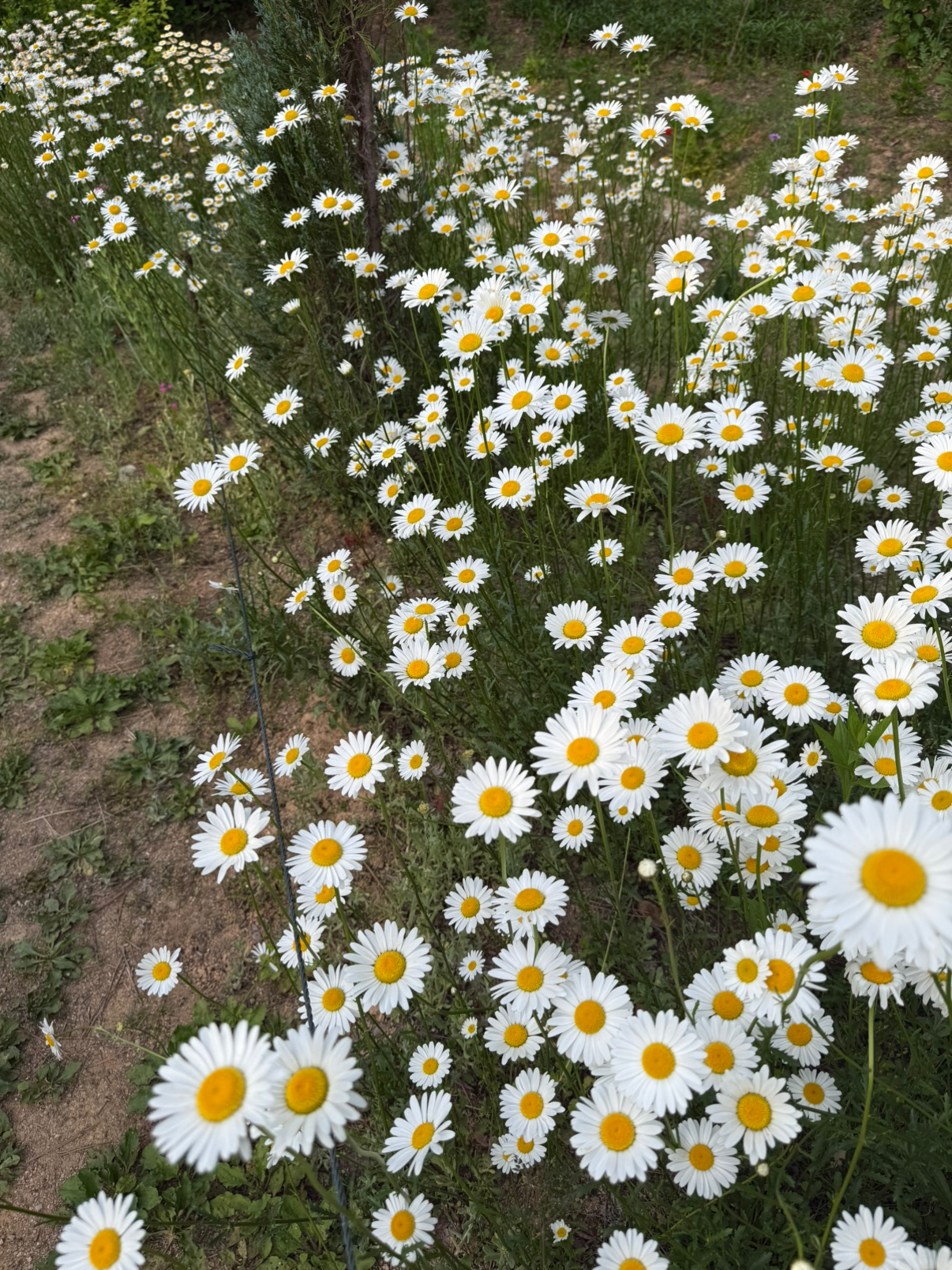 Post image 5