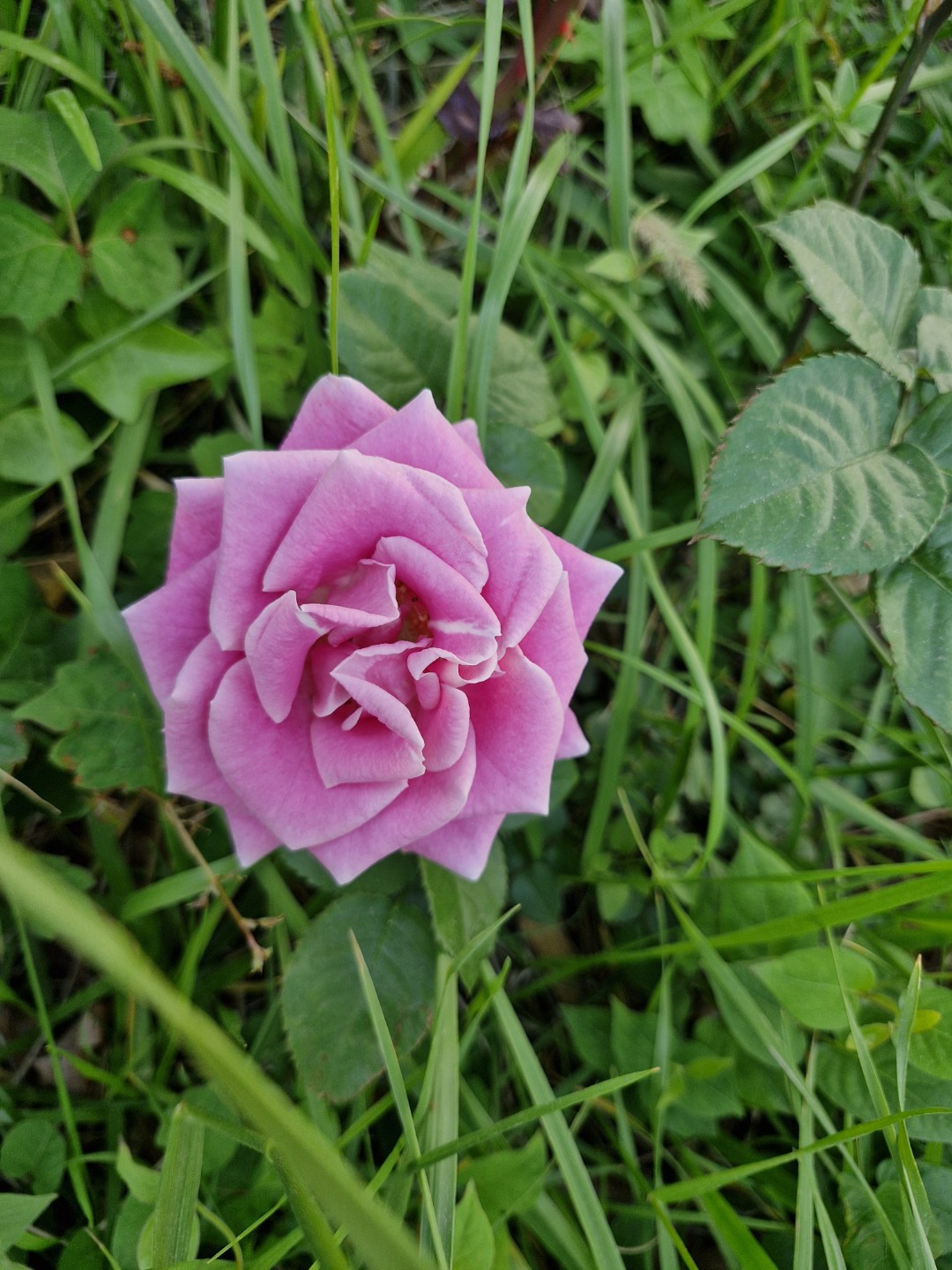 Post image 2