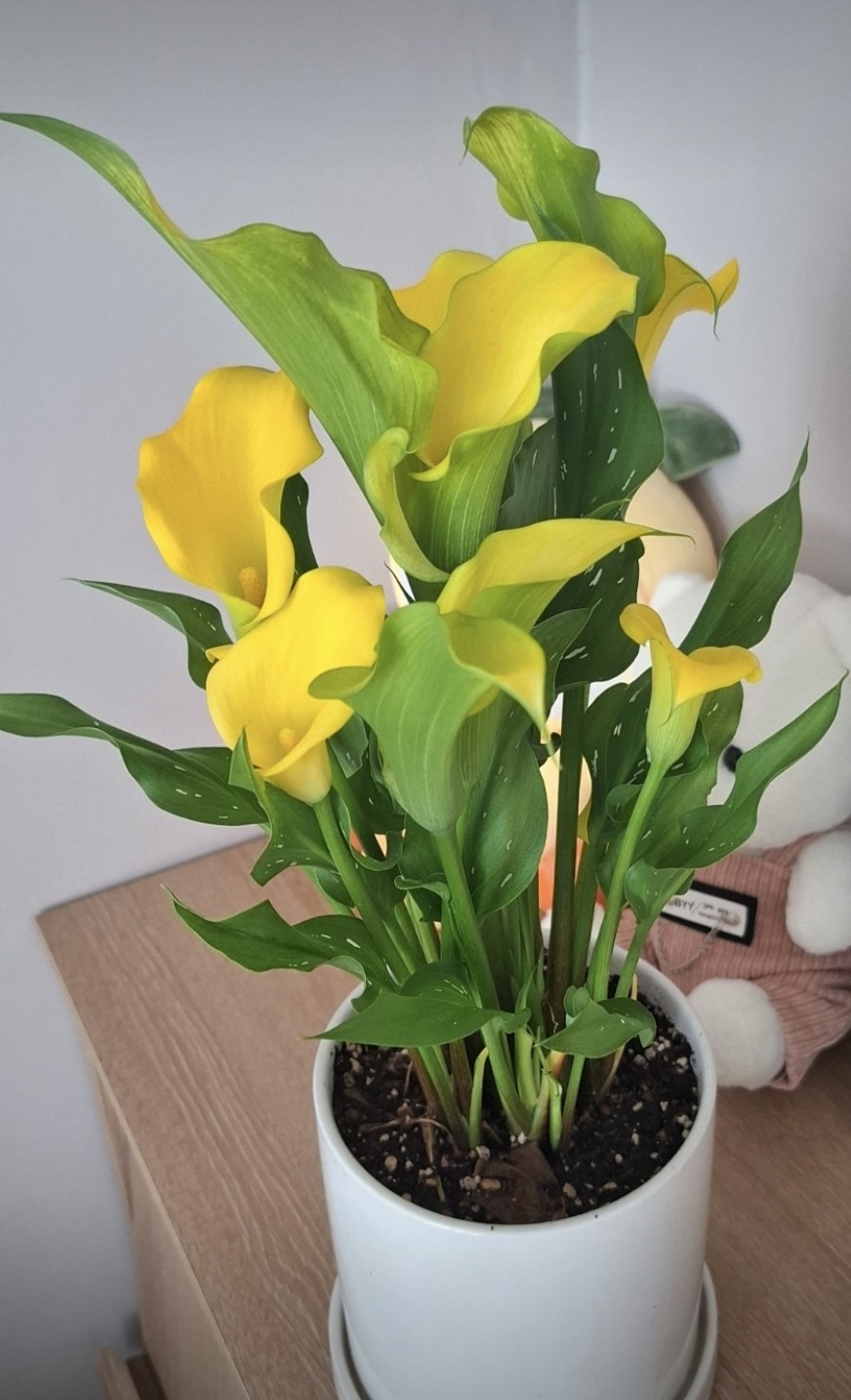 Post image 2