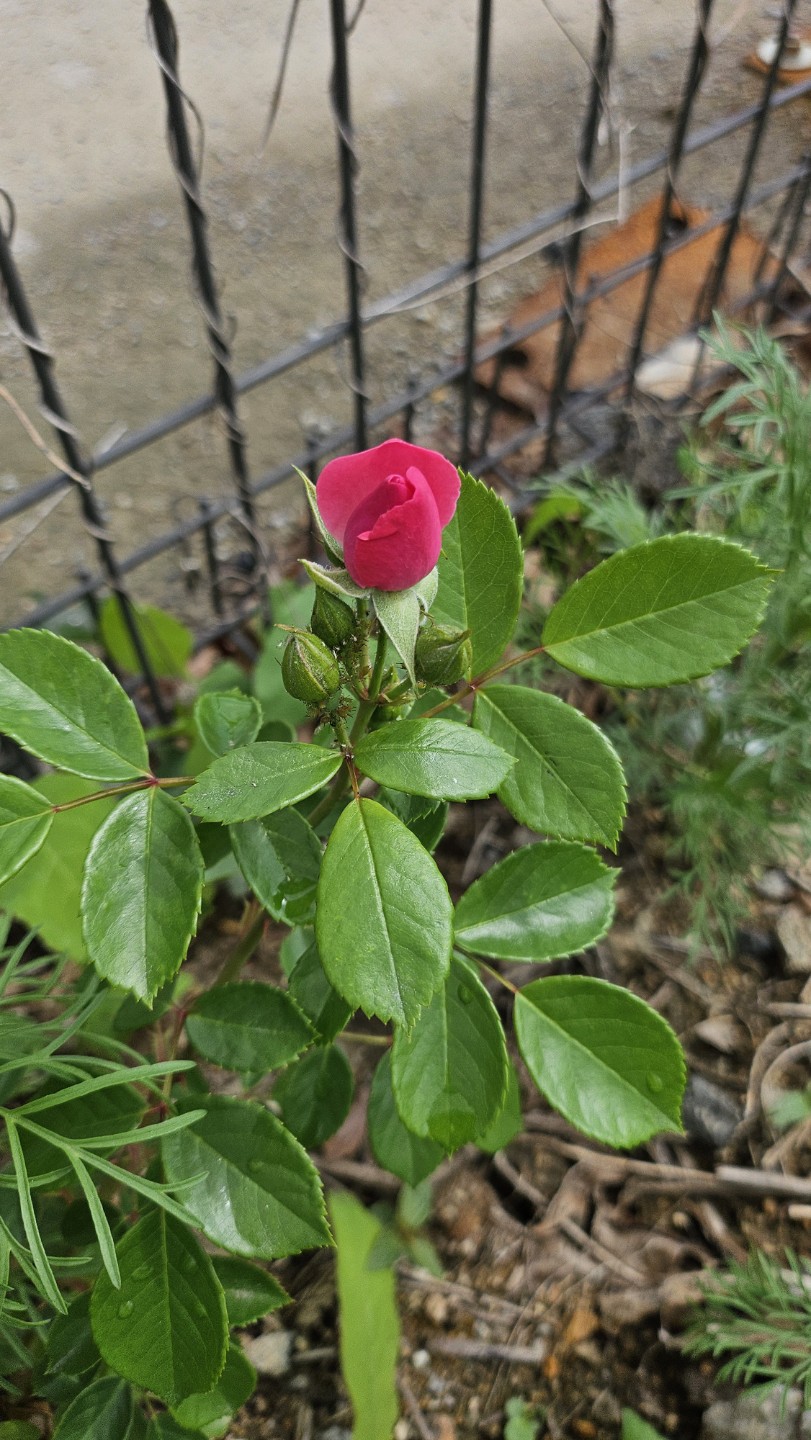 Post image 2
