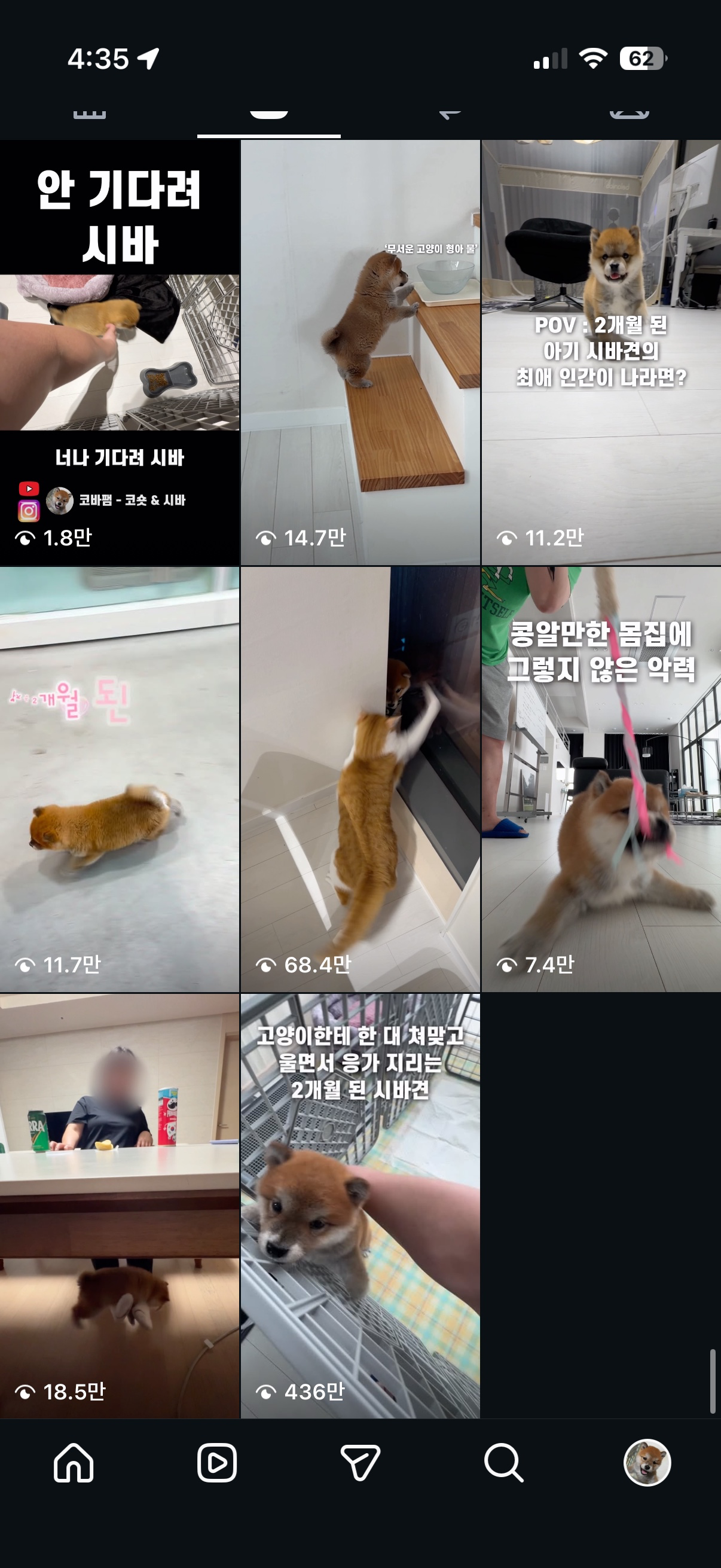 제 아기 시바견, 맨땅이를 소개합니다