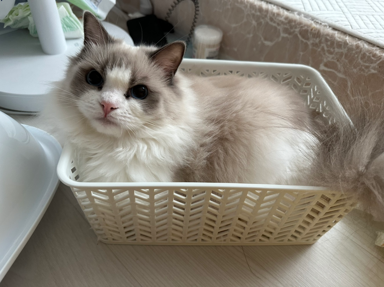 🐾 평택 고덕 어슬렁거리다 좋은 거 발견한 고양이