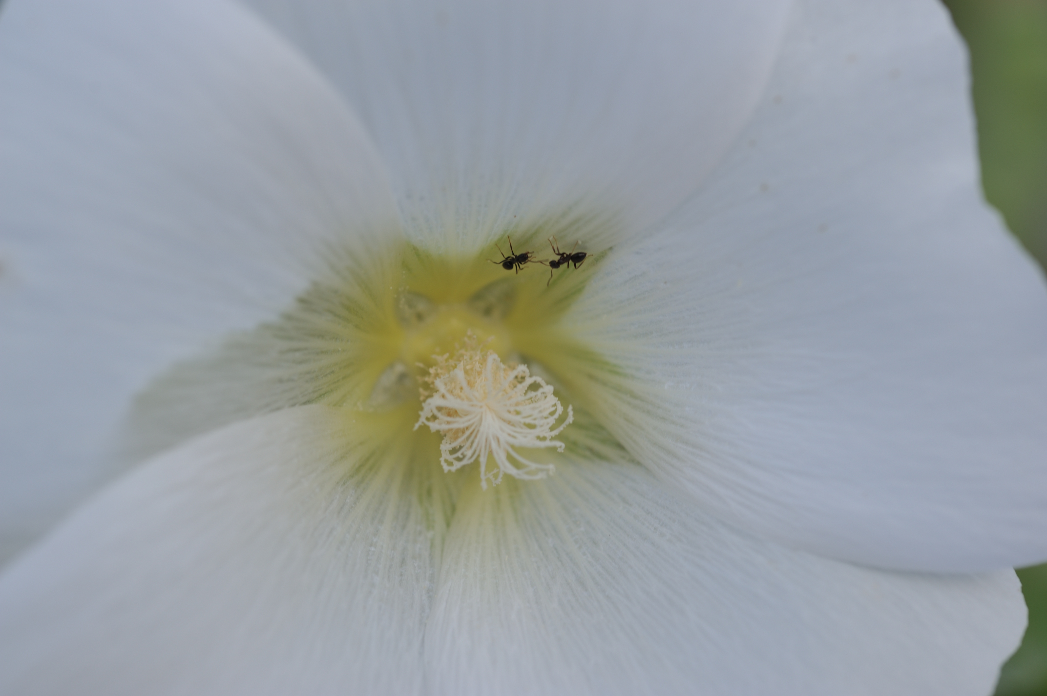 Post image 7