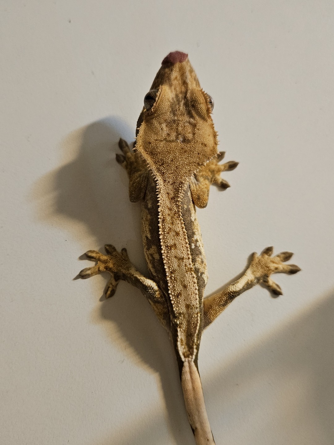 Post image 3