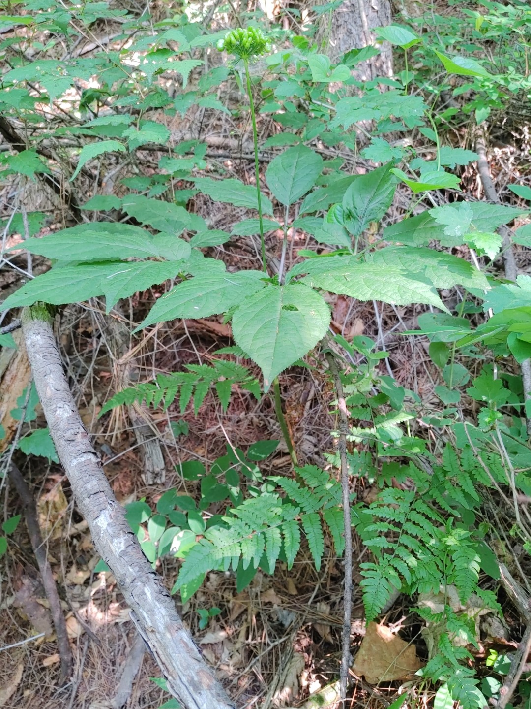 Post image 7
