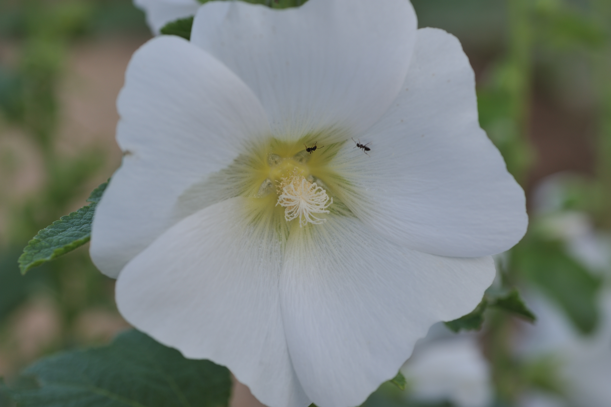 Post image 6