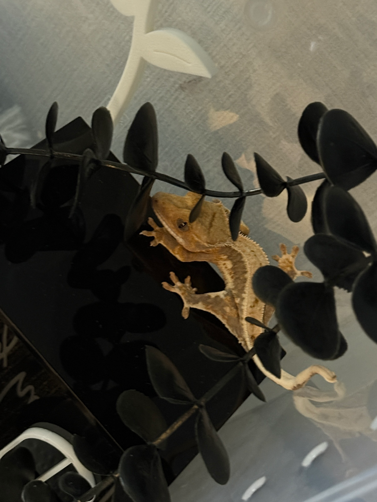 Post image 2