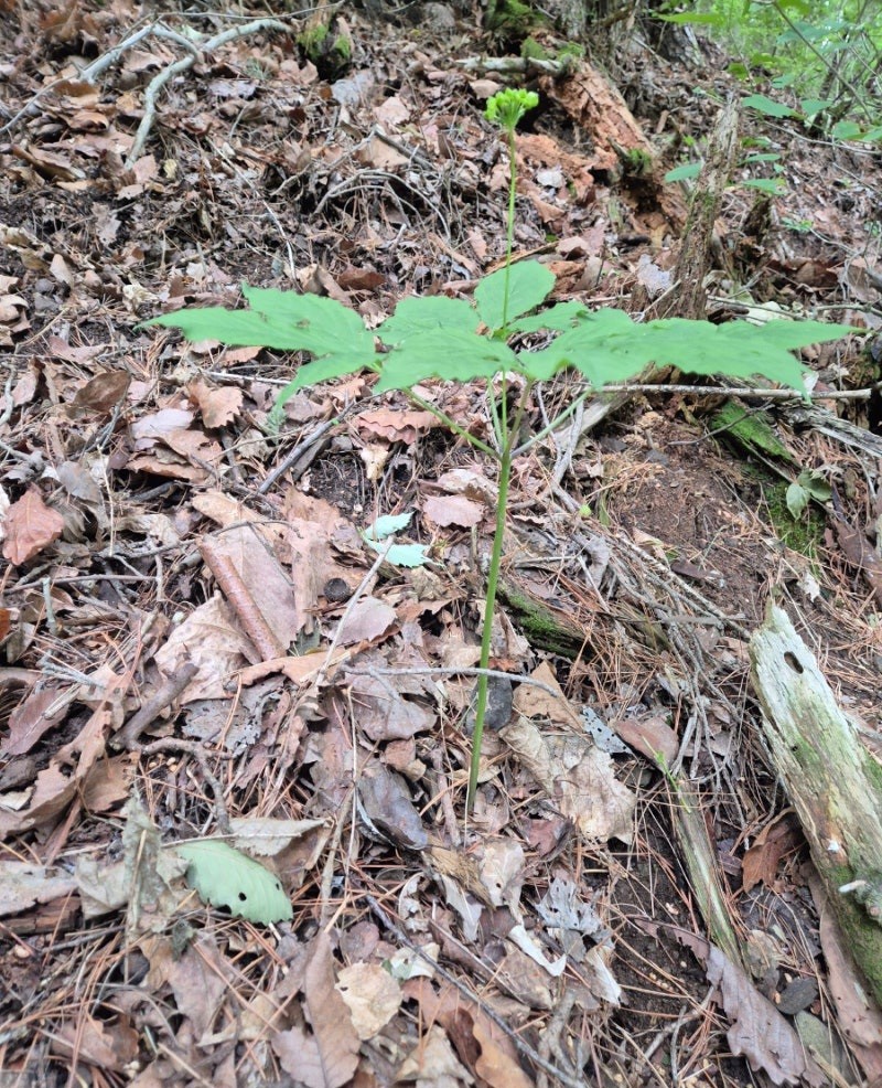 Post image 2