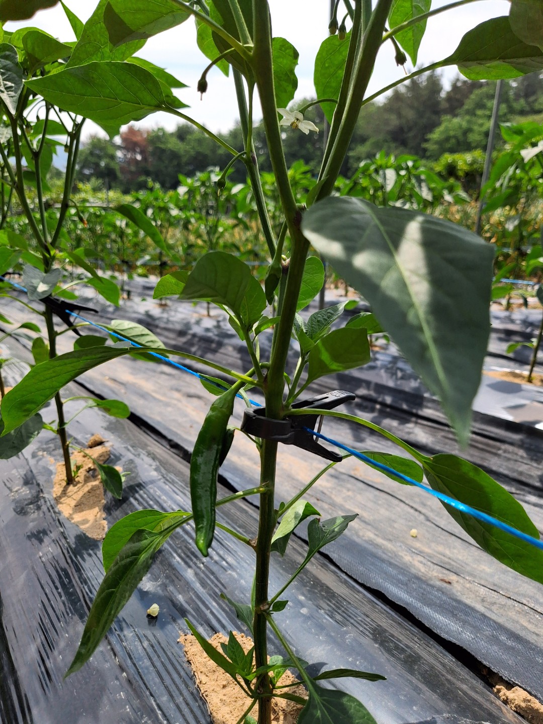Post image 7