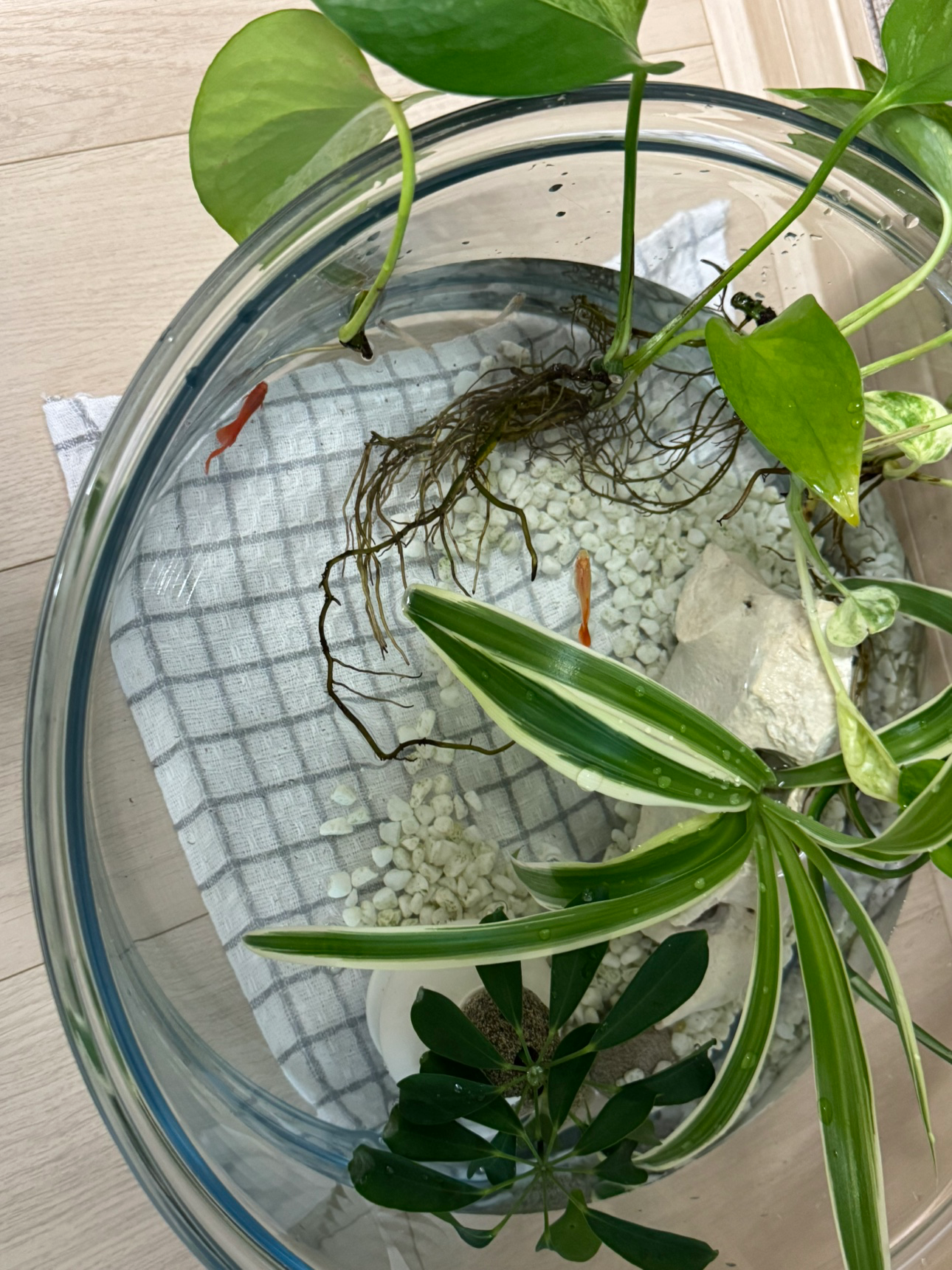 Post image 3