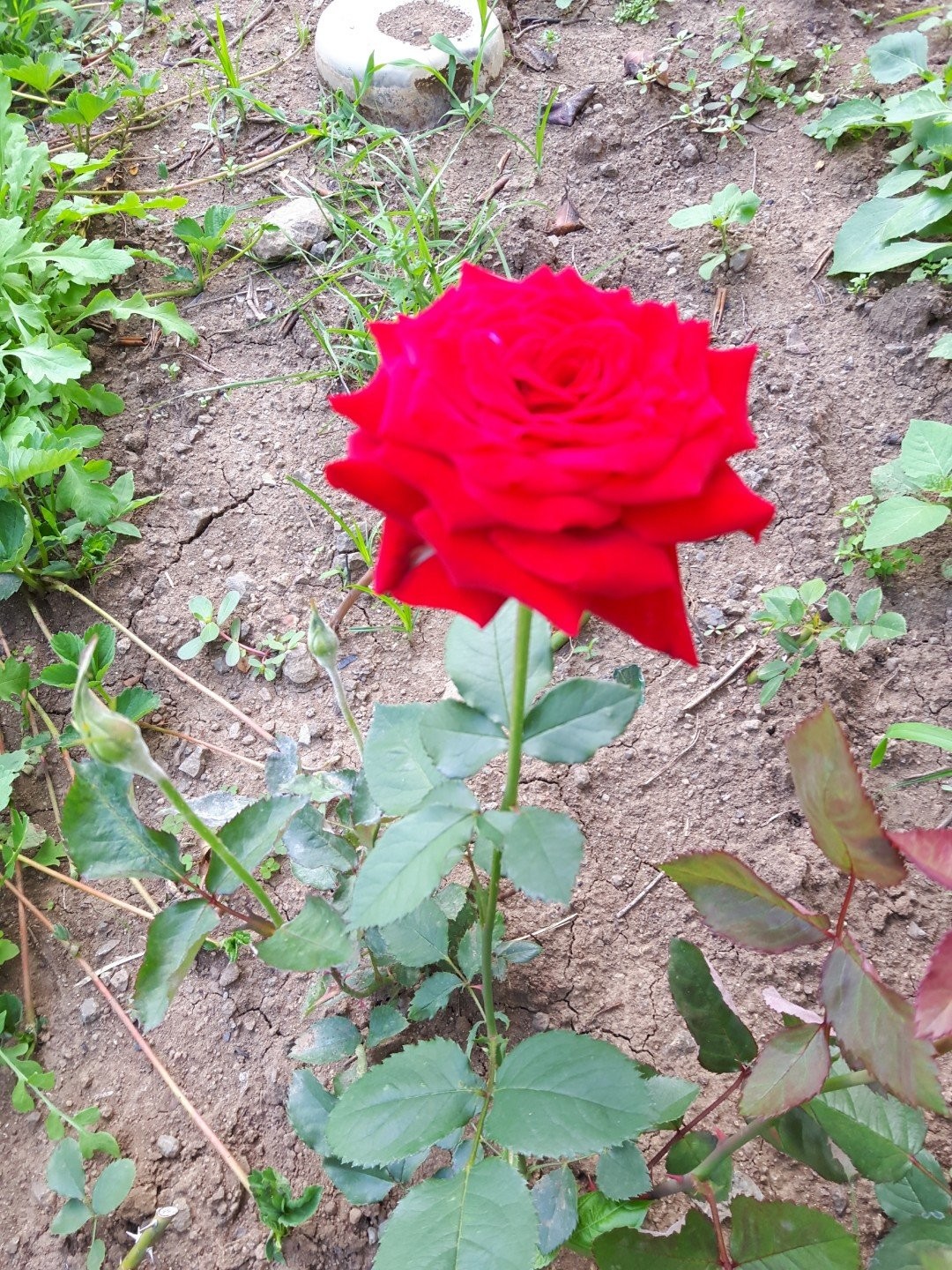 Post image 1