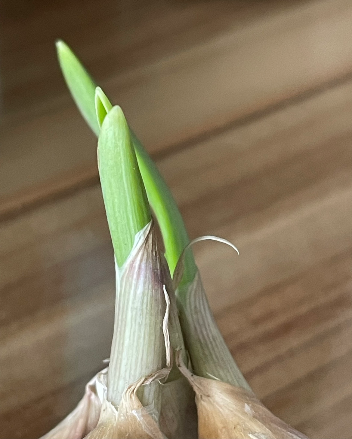 Post image 10