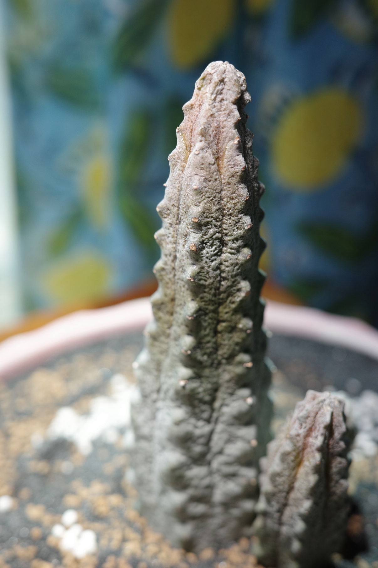 Post image 11