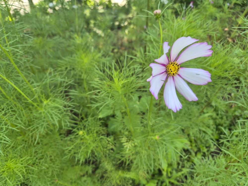 Post image 7