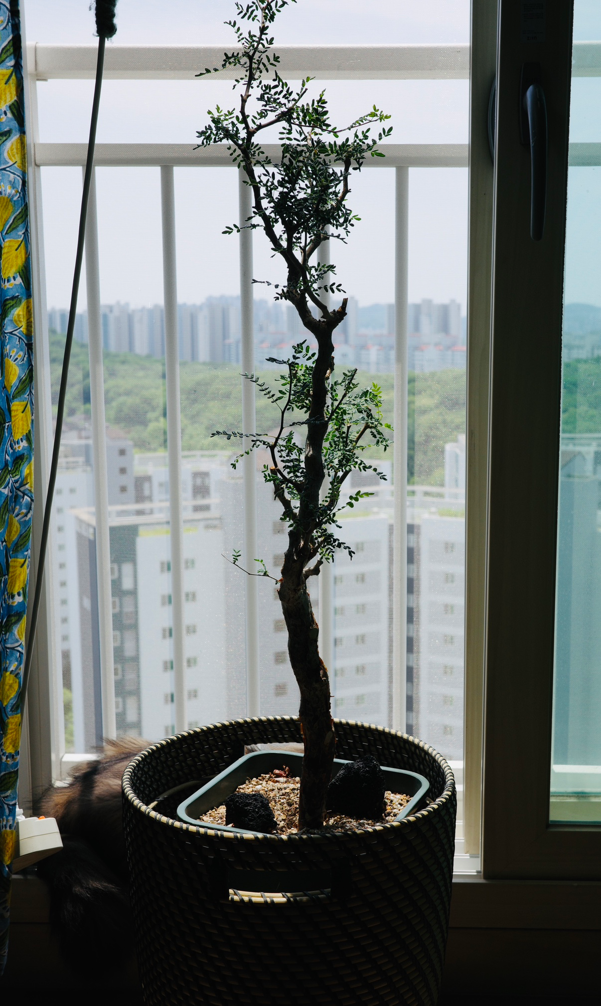 Post image 7