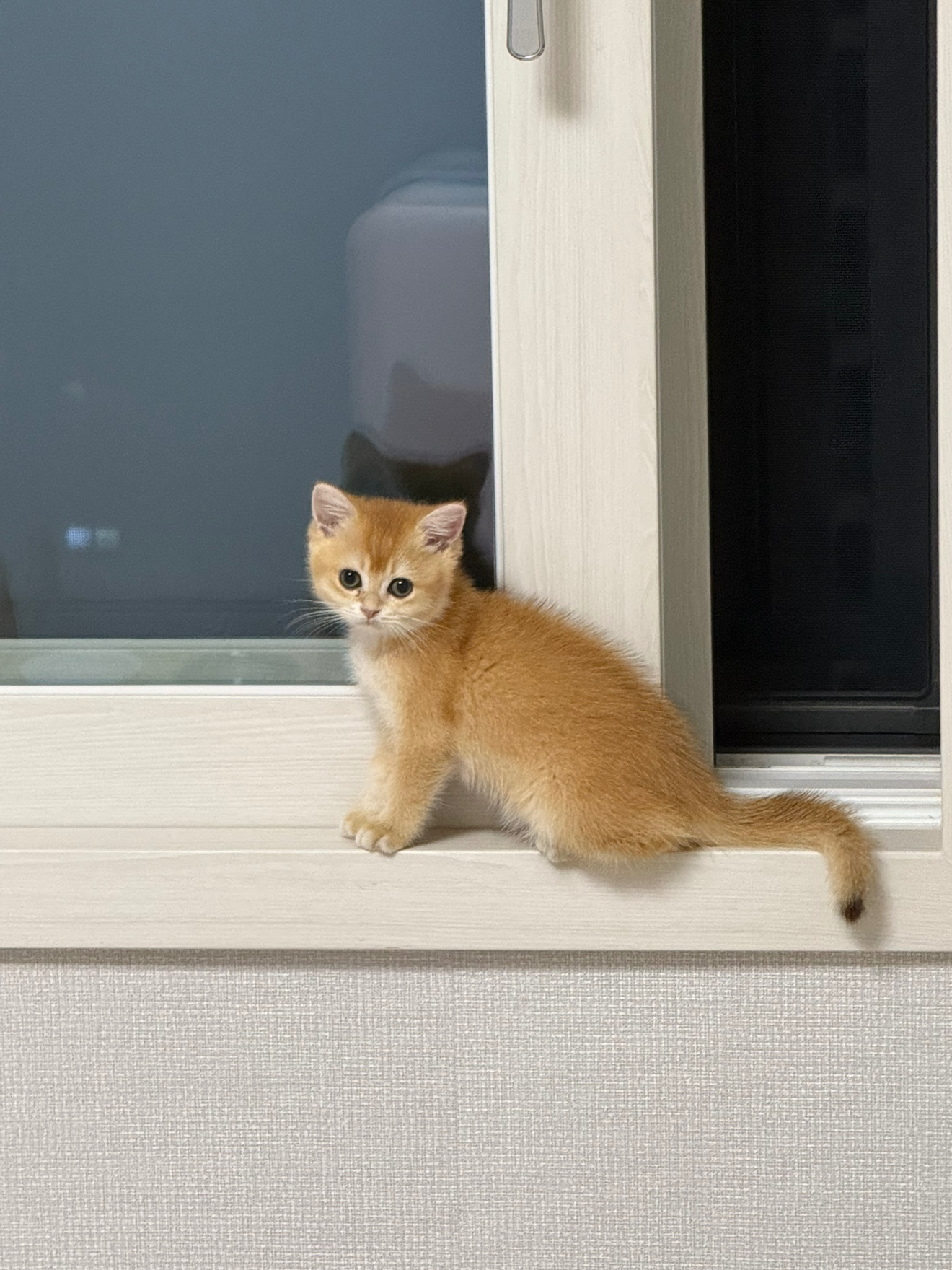 🐱 냥이가 말아주는 건설 조공 사전