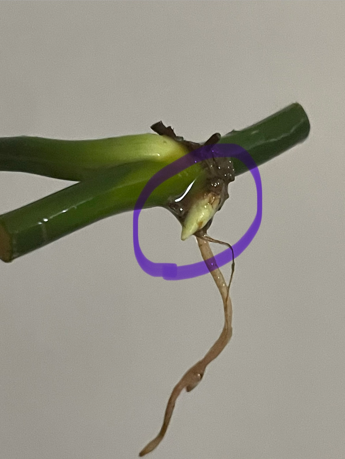 Post image 5