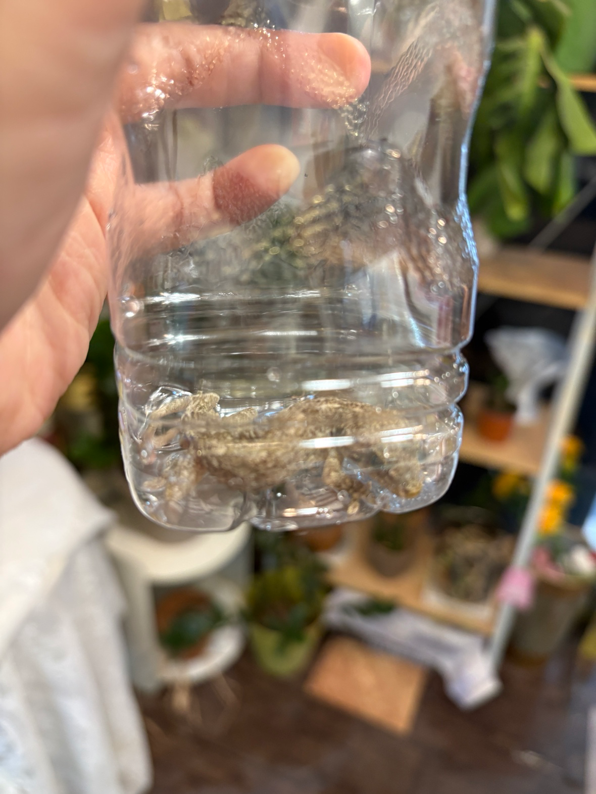 Post image 6