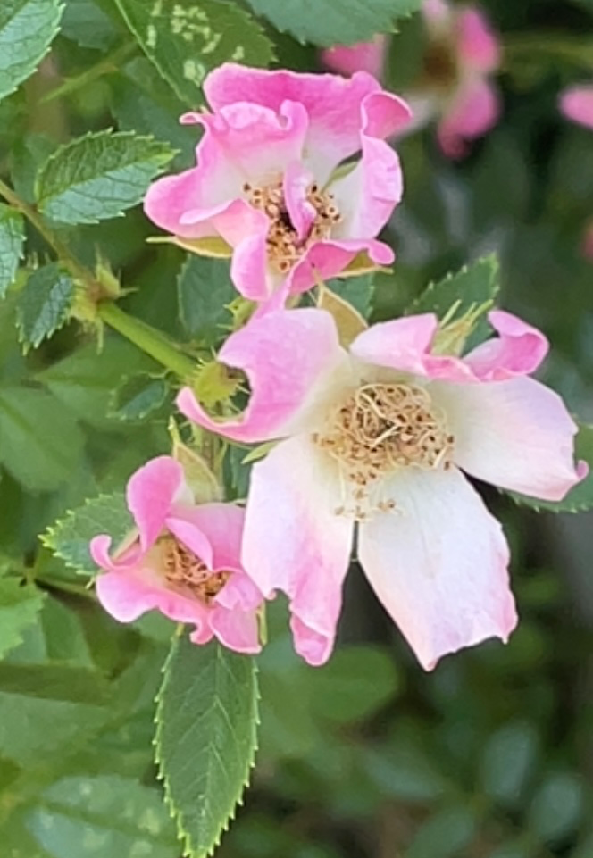 Post image 2
